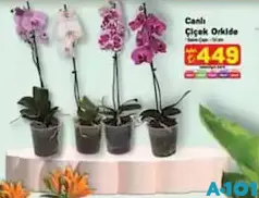 CANLI ÇİÇEK ORKİDE CANLI ÇİÇEK ORKİDE